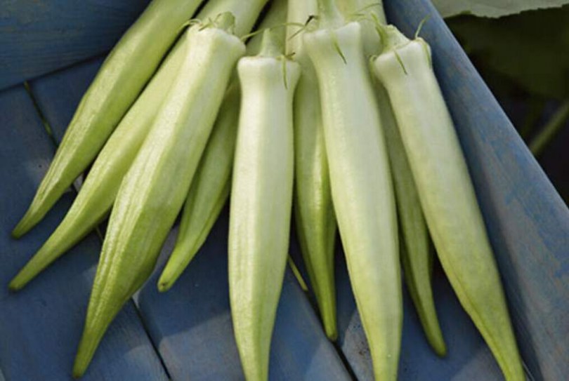 Ezüst királynő okra - Különleges növények az Egzotikus Növények Stúdiója kínálatából